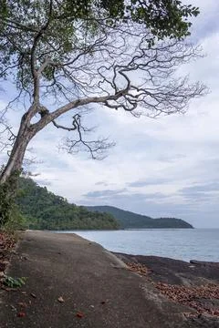 Trees on the beach Stock Photos