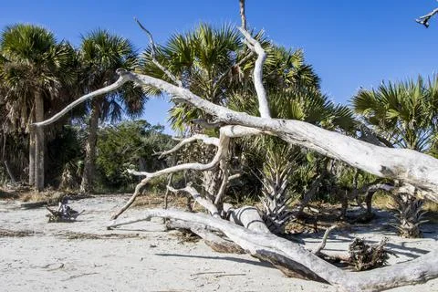 Trees on the beach Stock Photos