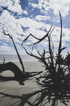 Trees on the beach Stock Photos