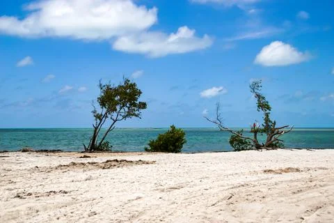 Trees on the beach Stock Photos