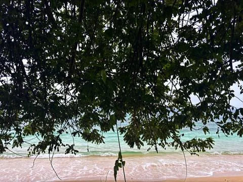 Trees by the beach Stock Photos