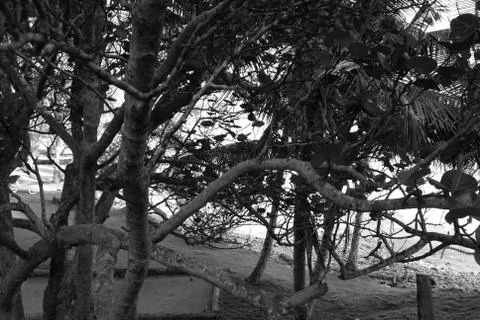 Trees at beach view Stock Photos