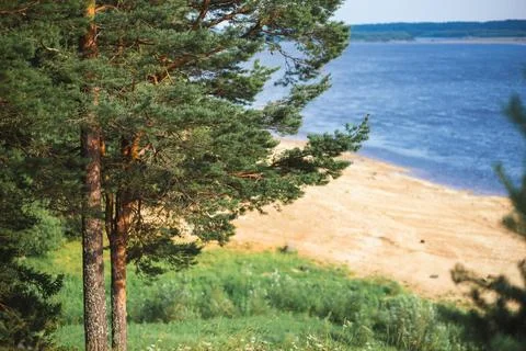 Trees on beach with water in background, creating a serene natural landscape Stock Photos