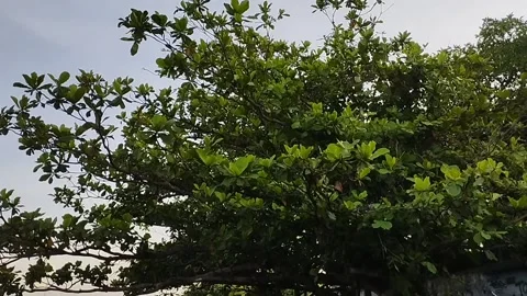 Trees on the beautiful beach of Buleleng Stock Footage 225199427
