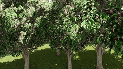 The trees beautiful with flower Stock Footage 337948720