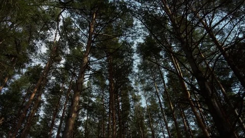 The trees in a beautiful forest Stock Footage 75839004