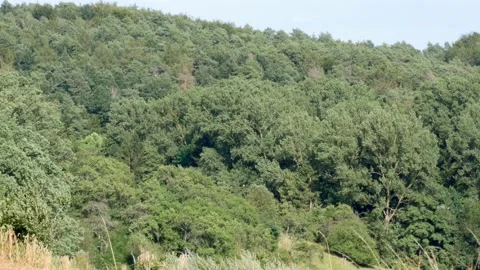 Trees of a beautiful forest in summer, white butterfly flying by Stock Footage 160137250