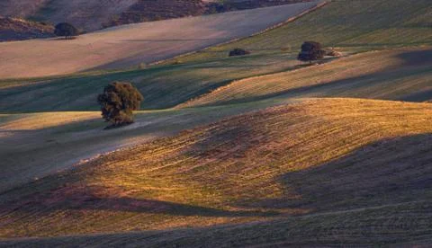 Trees with beautiful light in the field 스톡 사진