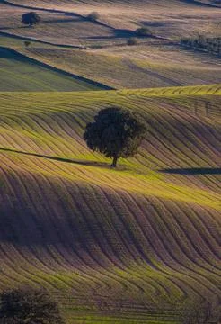 Trees with beautiful light in the field 스톡 사진