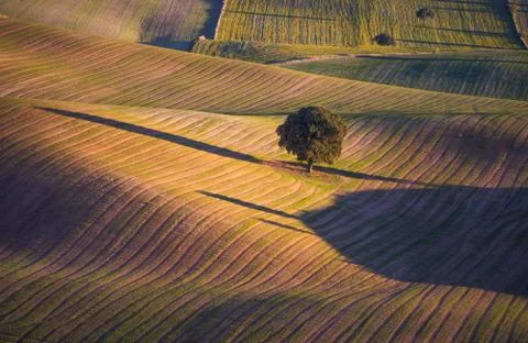 Trees with beautiful light in the field Stock Photos