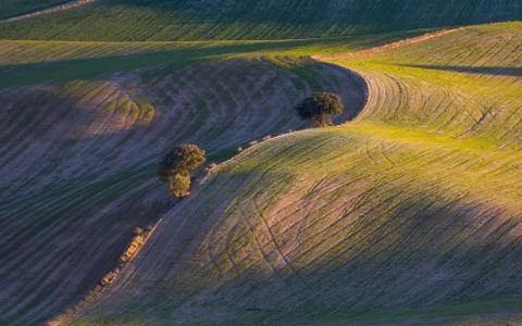 Trees with beautiful light in the field 스톡 사진