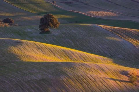 Trees with beautiful light in the field 스톡 사진