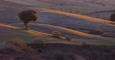 Trees with beautiful light in the field 스톡 사진