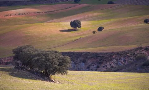 Trees with beautiful light in the field 스톡 사진