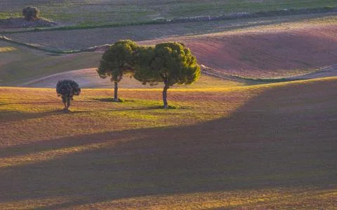 Trees with beautiful light in the field 스톡 사진