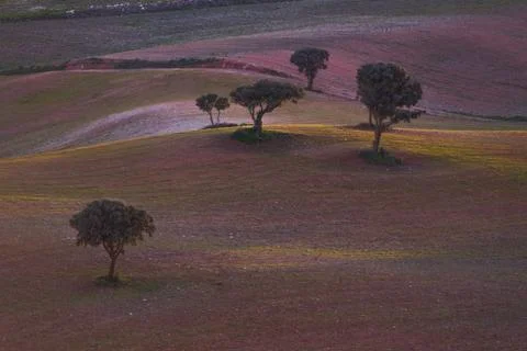 Trees with beautiful light in the field 스톡 사진