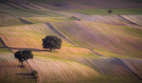 Trees with beautiful light in the field 스톡 사진