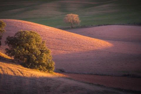 Trees with beautiful light in the field 스톡 사진