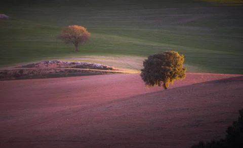 Trees with beautiful light in the field 스톡 사진
