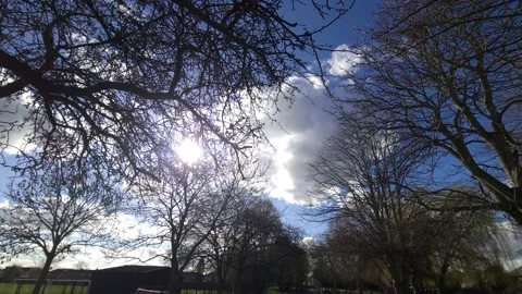 Trees with beautiful sunlight Video stock 236395927