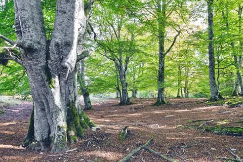Trees in a beechwood Stock Photos