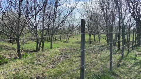 Trees behind barbed wire. Warm spring day. Stock Footage 237029544
