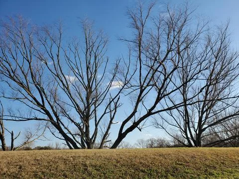 Trees behind a hill Foto stock