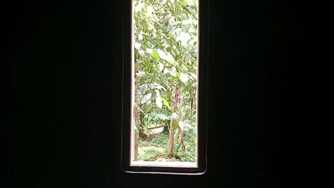 Trees behind the house window Stock Footage 327008671