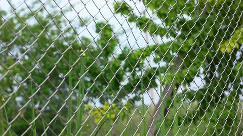 Trees behind mesh fence 스톡 동영상 23712858