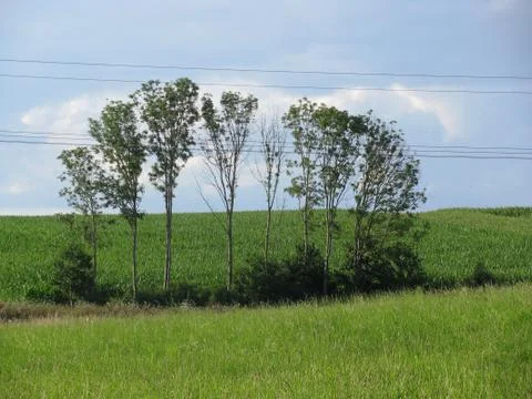 Trees behind a power line. Stock Photos