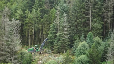 Trees being cut down and processed by logging machine. Pine forest harvest Stock Footage 158726625