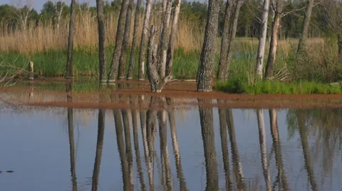 Trees Being Reflected in the Lake Vídeos de archivo 53232802