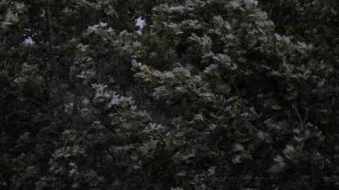 Trees being shaked by the wind before the storm 스톡 동영상 115803043