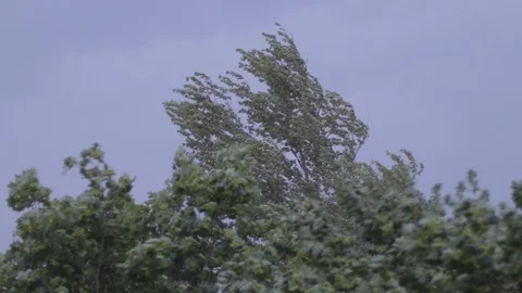 Trees being shaked by the wind before the storm 스톡 동영상 115803044