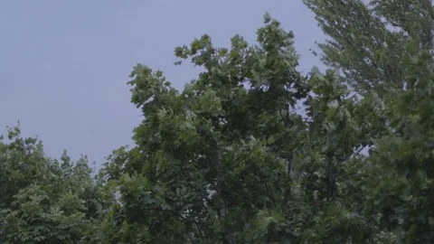 Trees being shaked by the wind before the storm 스톡 동영상 115803054