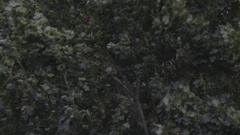 Trees being shaked by the wind before the storm Vidéo 115803057