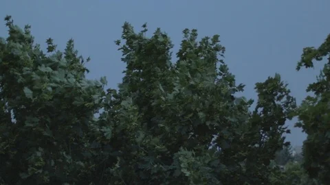 Trees being shaked by the wind before the storm 스톡 동영상 115803081