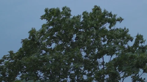Trees being shaked by the wind before the storm 스톡 동영상 115803083