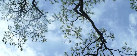 Trees from below anamorphic shot Video stock 107359980