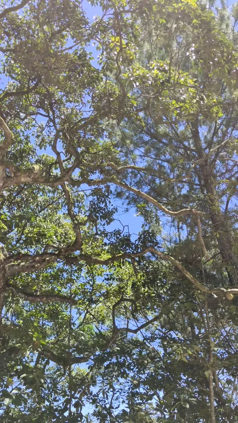 Trees from below with blue skies 스톡 동영상 276961982