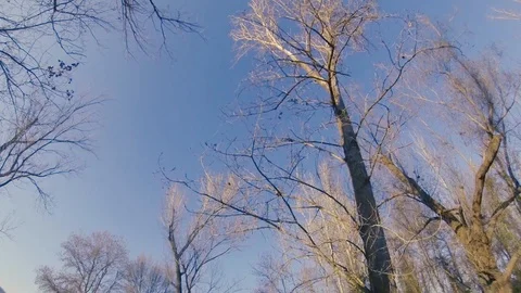 Trees from below Stock Footage 103573309