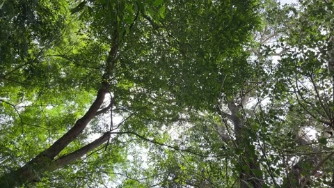 Trees From Below Stock Footage 162939325