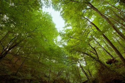 Trees from below in the forest at autumn. Stock Photos
