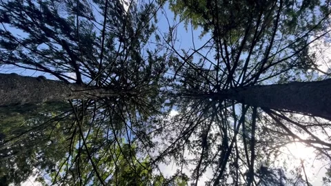 Trees from below in a hammock Stock Footage 277168154