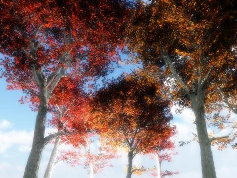 Trees From Below Stock Illustration