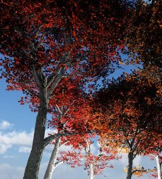 Trees From Below Stock Illustration