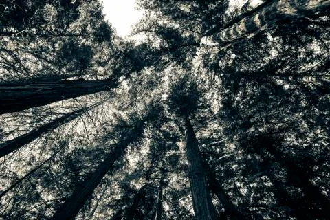 Trees from below looking up Stock Photos