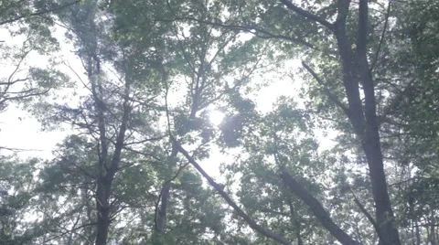 Trees from below - natural light, wide angle 스톡 동영상 40000282