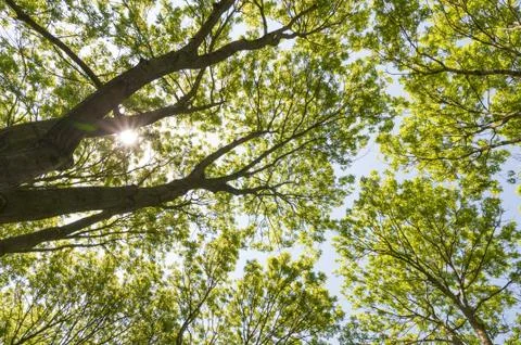 Trees from below Stock Photos