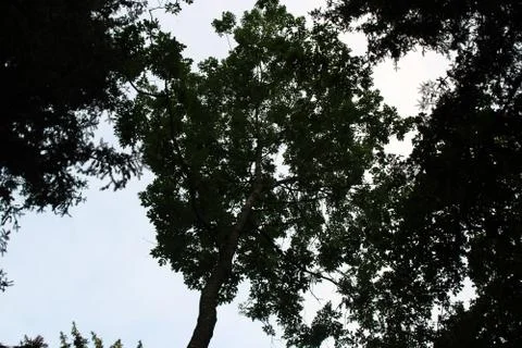 Trees from below Stock Photos